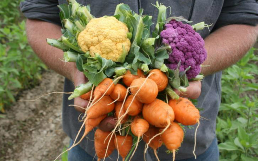 Vegetables in hand