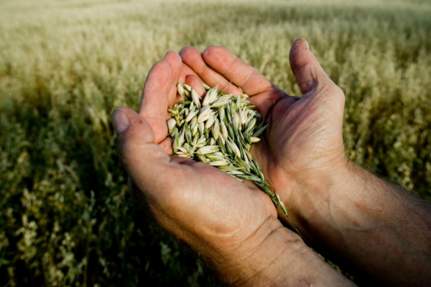 Wheat in a farmers hand